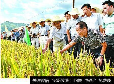 【超级水稻是不是转基因】超级水稻，超级行情超预料