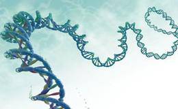 全球首例人体内基因编辑试验实施,基因测序概念股受关注!