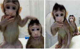世界首个克隆猴诞生中国生命科学取得重大突破 克隆技术题材概念股受关注