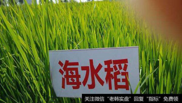 我国首次大范围试种海水稻,海水稻题材概念股可关注