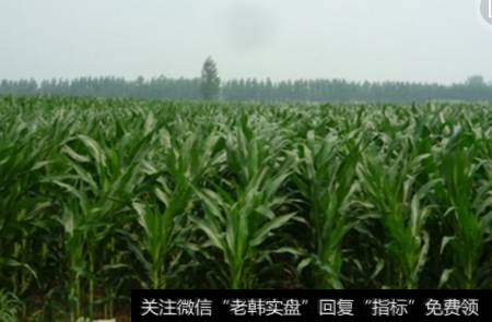 玉米抛储启动叠加行业需求回暖，养殖阶段性景气回升