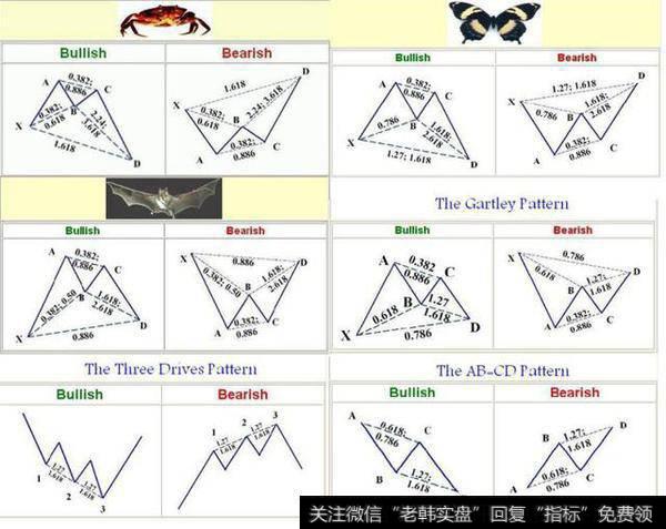 蝴蝶形态理论与图解(从不与人分享的干货)