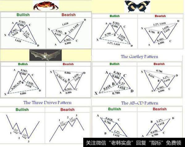 蝴蝶形态系列总图