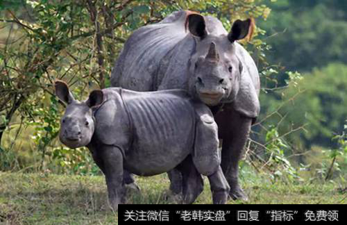 尼泊尔计划在7月12日向中国赠送两只独角犀牛