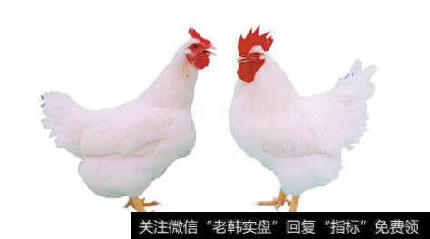 国内祖代鸡引种量维持低位,白羽鸡题材<a href='/gainiangu/'>概念股</a>可关注