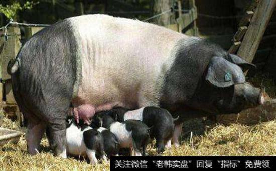 豬肉概念股龍頭股|豬肉概念股受關注 豬價短期迎季節性小反彈