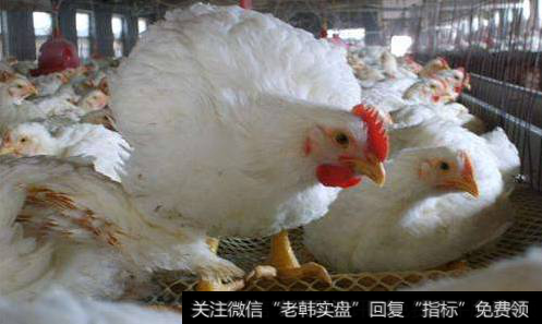 鸡苗价格升至七年来新高,肉鸡养殖题材<a href='/gainiangu/'>概念股</a>可关注