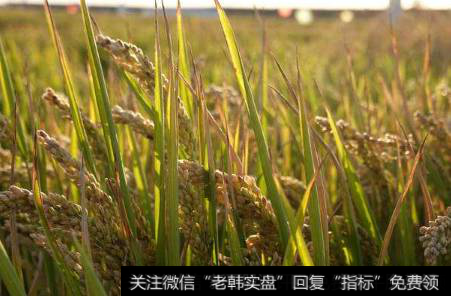 与中国“水稻之父”合作,盐碱水稻题材<a href='/gainiangu/'>概念股</a>可关注