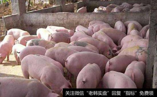 [猪肉概念股龙头股]猪肉概念股受关注 环保监察抬高生猪价格