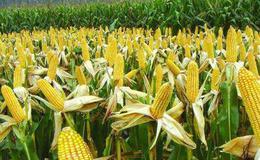 种植面积持续减调,玉米题材概念股可关注