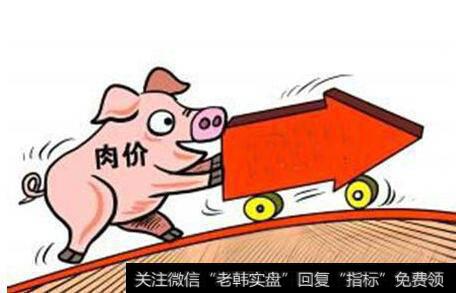猪价有望加速上涨,猪肉题材<a href='/gainiangu/'>概念股</a>可关注