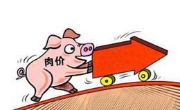 猪价加速上涨,猪价题材概念股可关注