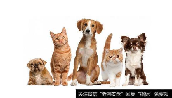 国内城镇宠物消费市场突破2000亿元,宠物消费题材<a href='/gainiangu/'>概念股</a>可关注