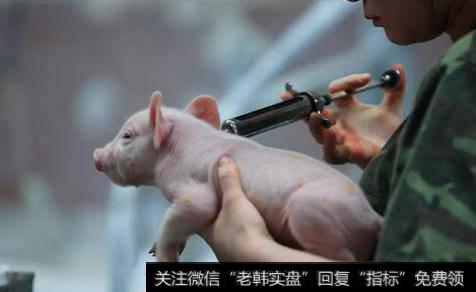 国常会出招稳定生猪生产,动物疫苗题材<a href='/gainiangu/'>概念股</a>可关注