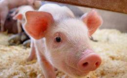 我国多措并举恢复生猪生产,猪饲料题材概念股可关注