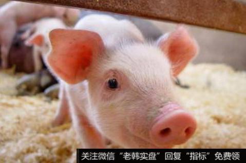 我国多措并举恢复生猪生产,猪饲料题材<a href='/gainiangu/'>概念股</a>可关注