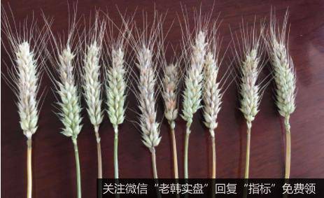 扬花期恰逢降雨,小麦赤霉病题材<a href='/gainiangu/'>概念股</a>可关注