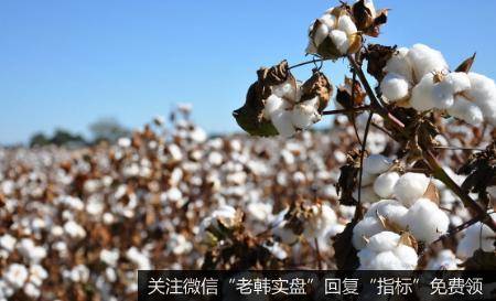 全球主要国家种植面积锐减,棉花题材<a href='/gainiangu/'>概念股</a>可关注