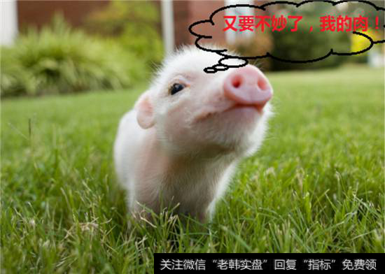 猪肉行情周期