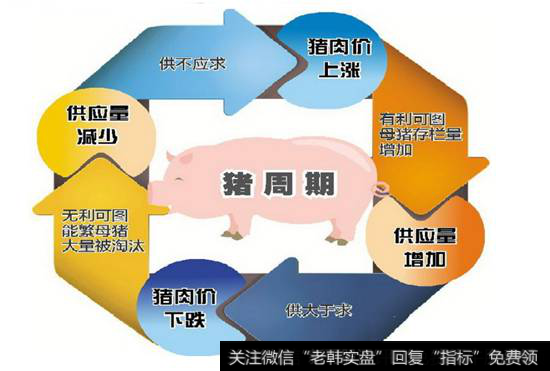 猪肉板块周期循环表