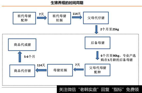 生猪养殖周期