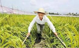 袁隆平海水稻研发取得重大突破 海水稻题材股受关注