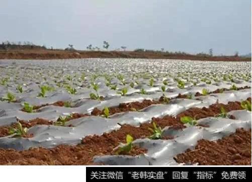 防控“白色污染” 三部门强制贯彻农用地膜新国标