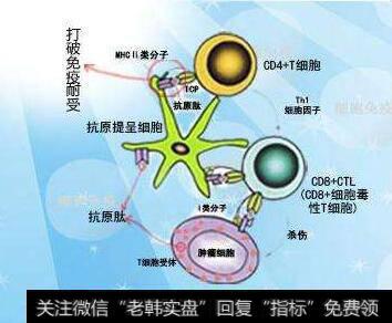 靶向治疗热度不减，抗癌（细胞免疫治疗）题材受关注