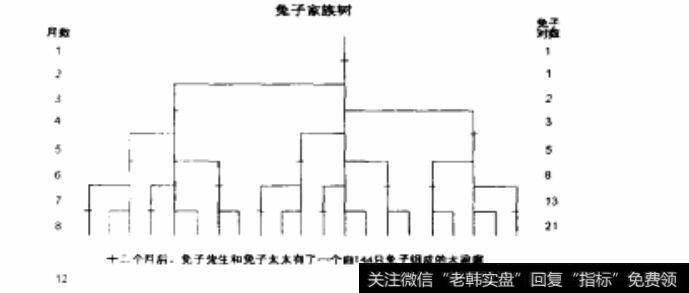 兔子家族树