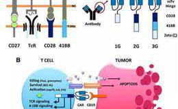 国内公司抢滩Car-T市场  CAR-T免疫治疗题材受关注
