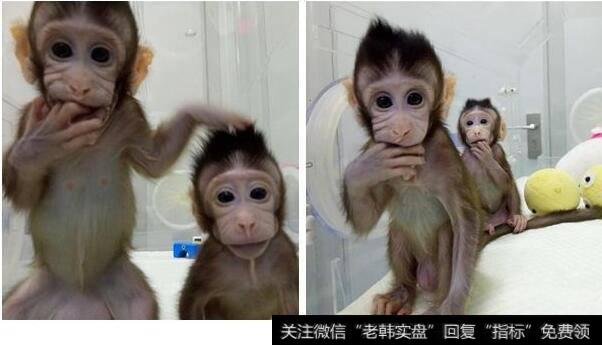 世界首个克隆猴诞生,中国生命科学取得重大突破