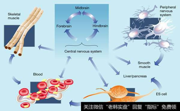 首例中国人群“超级供体”制成 大幅降低细胞医疗费用,干细胞题材<a href='/gainiangu/'>概念股</a>可关注