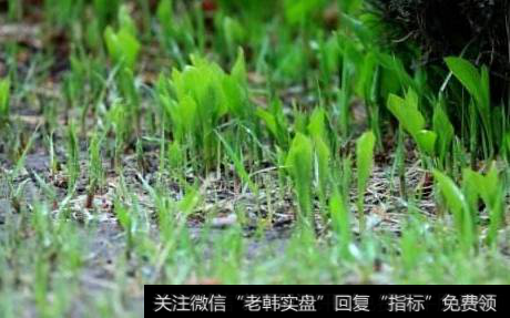 春雨贵如油