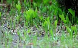 严为民最新股市消息:春雨贵如油，下周抓龙头！
