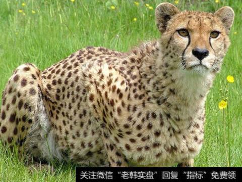 堪称2018最强势黑马股，必可石破天惊，把握<a href='/gupiaorumen/289291.html'>主升浪</a>告别放牛娃！