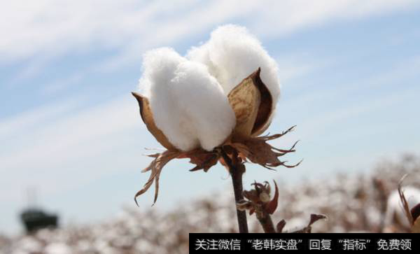棉花价格“暴动” 纺织服装企业宜早做准备