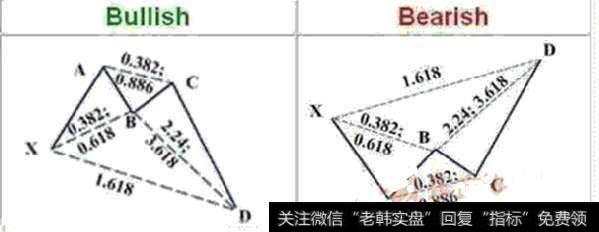 蝴蝶形态发展的最高级别