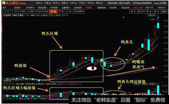 老鸭头形态