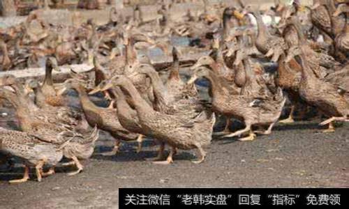 禽类养殖<a href='/gainiangu/'>概念股</a>