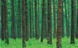高层致信生态文明重磅会议,林业题材概念股可关注