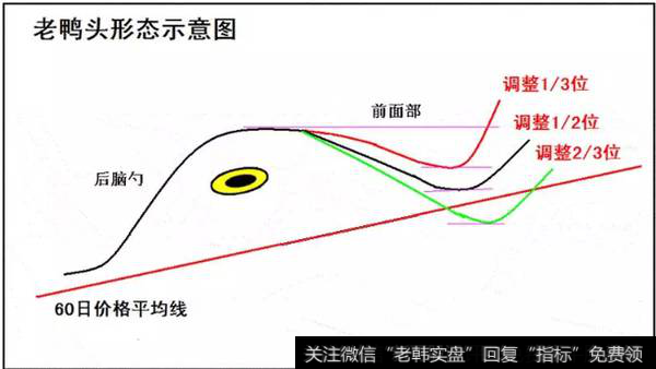 老鸭头形态