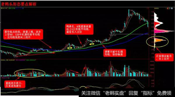 老鸭头形态要点解析