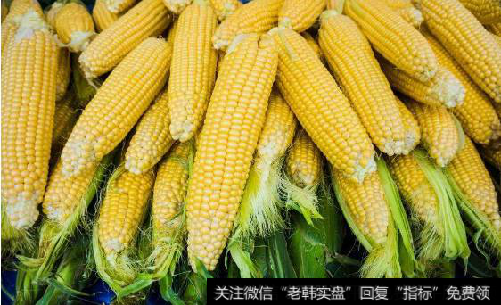 玉米行业有望迎来业绩<a href='/gushiyaowen/290223.html'>拐点</a>,玉米题材<a href='/gainiangu/'>概念股</a>可关注
