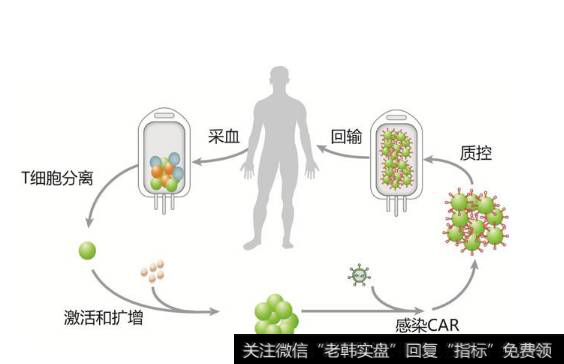 CAR-T治疗全球受关注,CAR-T治疗题材<a href='/gainiangu/'>概念股</a>可关注