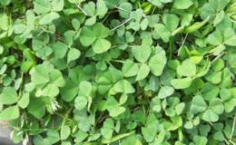 进口苜蓿“量跌价涨” ,苜蓿题材概念股可关注