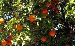 罗杰斯多以什么手段赚钱？