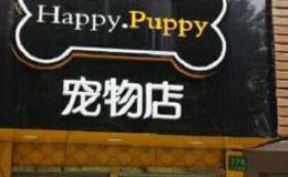 如何在宠物经济时代取得赚钱的机会？