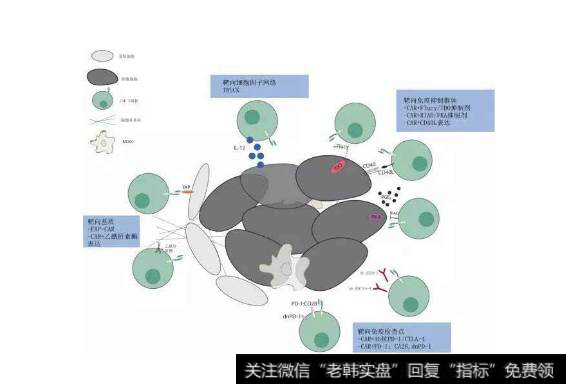 潜在肿瘤免疫治疗新途径,肿瘤免疫治疗题材<a href='/gainiangu/'>概念股</a>可关注