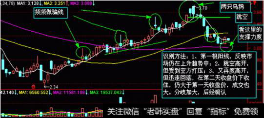 两只乌鸦形态