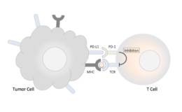国产首家PD-1品种有望获批,DP-1题材概念股可关注